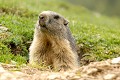 <center>Je devine rapidement qu'elle se trouve dans un terrier de secours.<br>
Ne plus bouger pour la tranquilliser... marmotte sortie terrier alpes grand paradis 